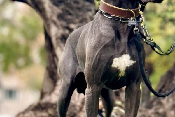 SEGURO OBLIGATORIO PARA PERROS