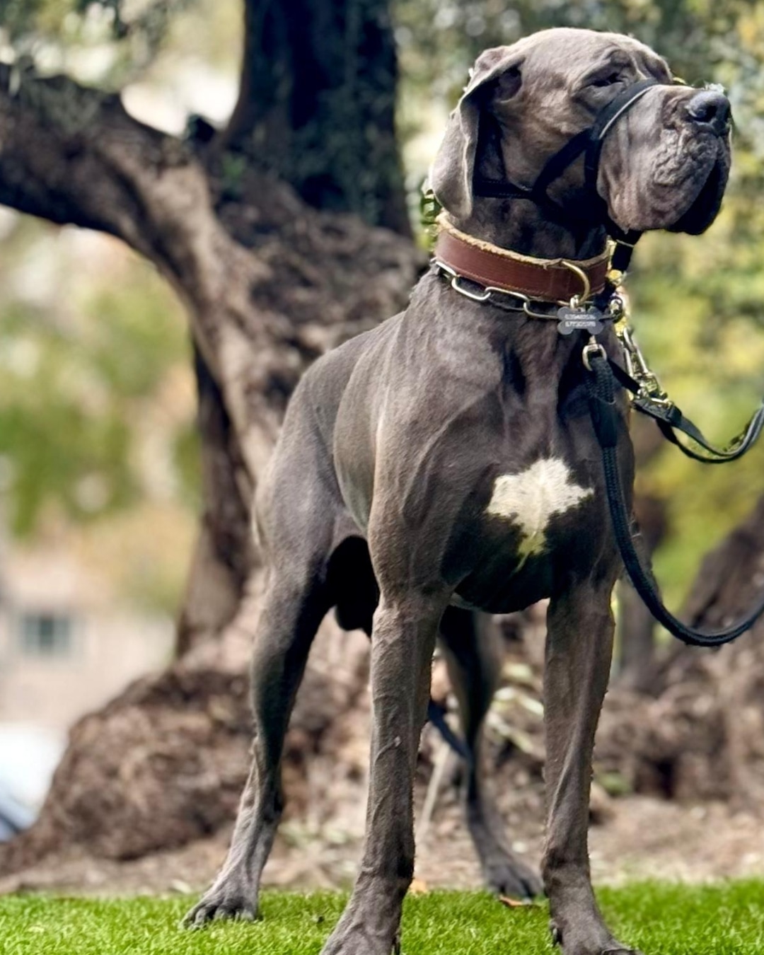 SEGURO OBLIGATORIO PARA PERROS