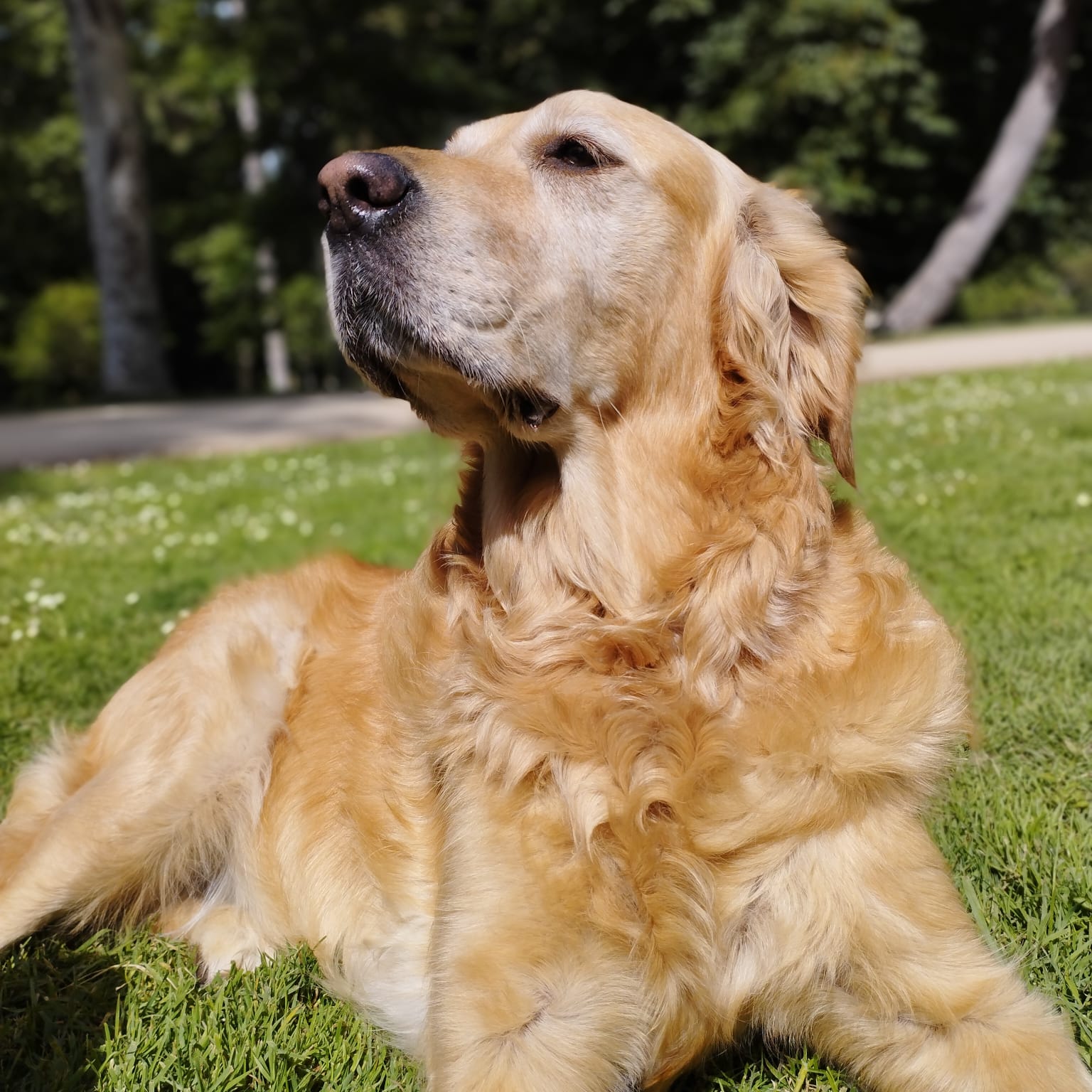 rutas de paseo para perro en Madrid