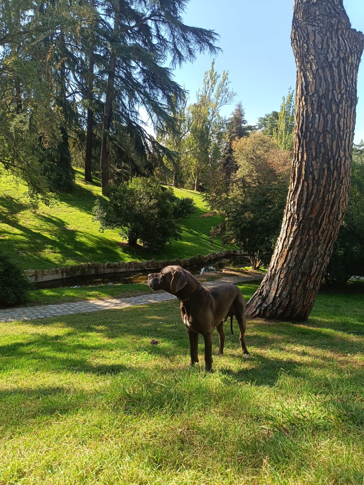 paseador de perros