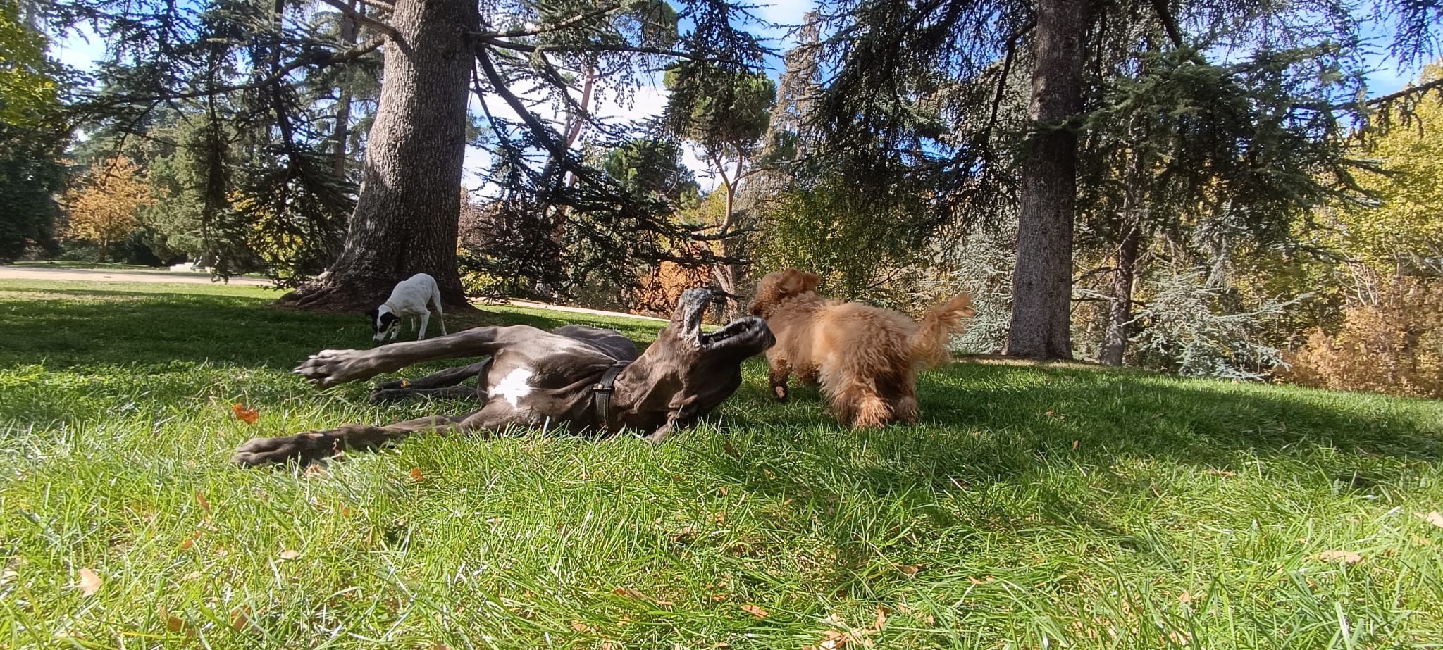 paseador de perros profesional