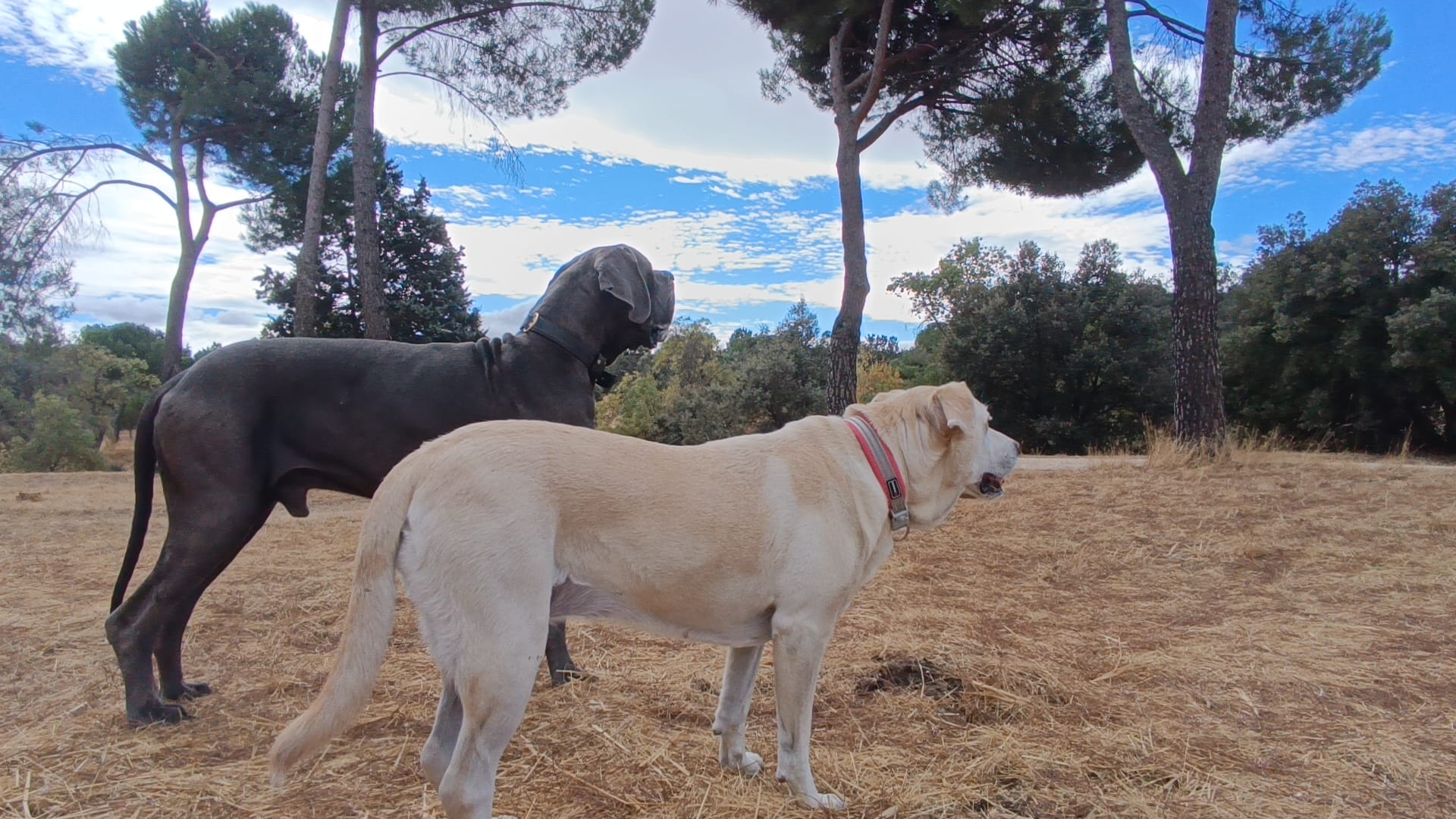 Paseos para Perros