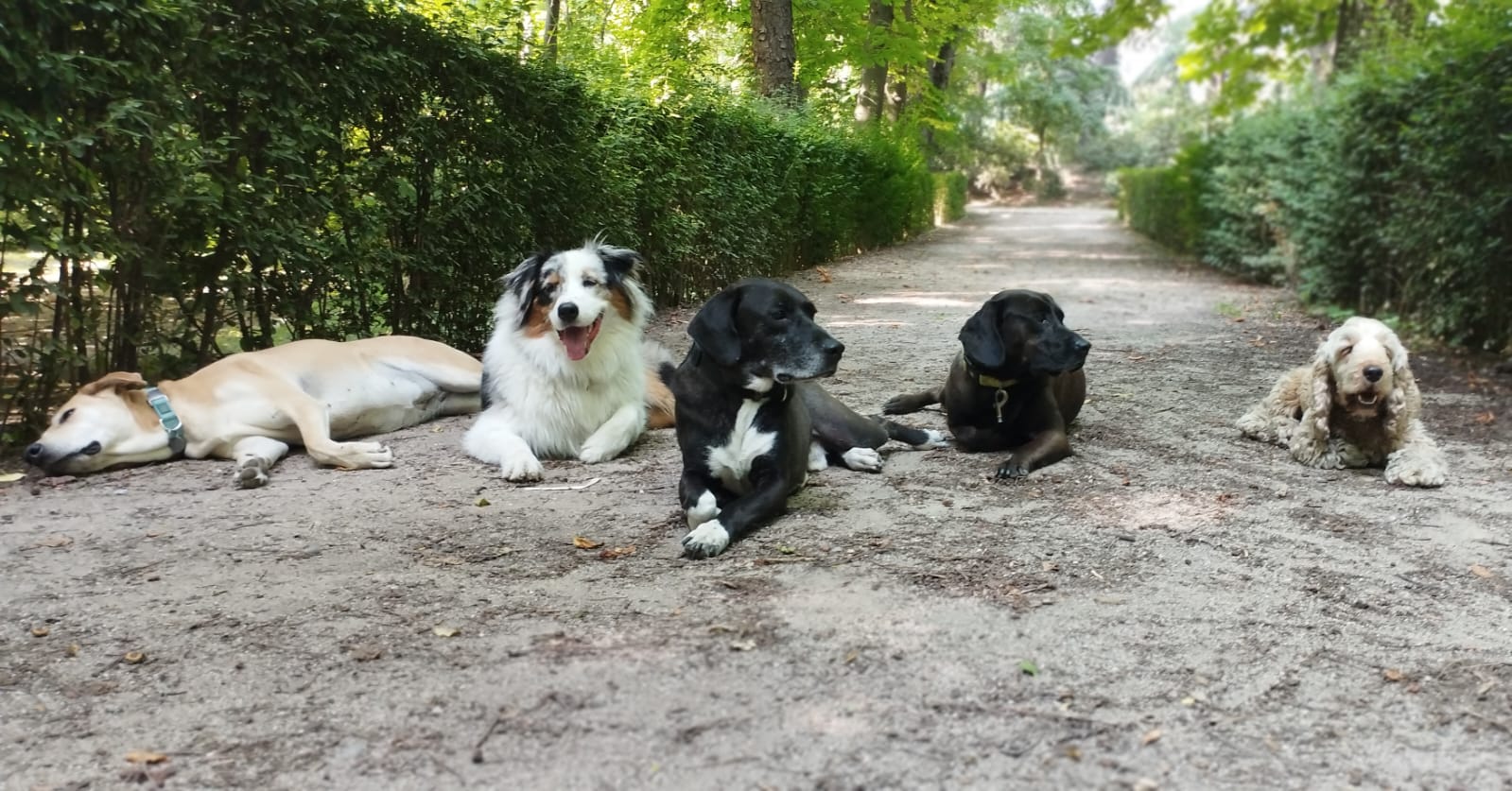 Paseos para Perros