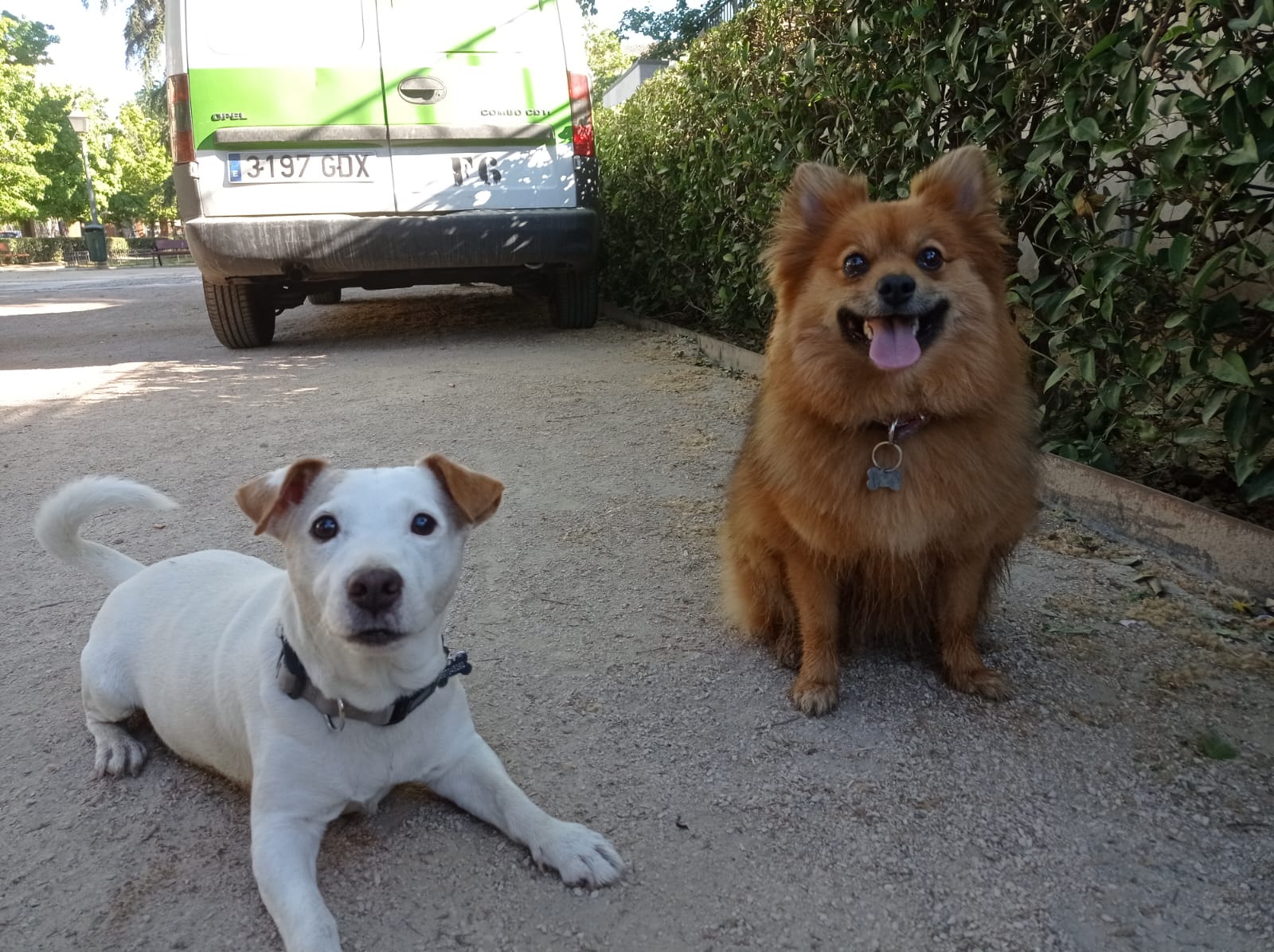 10 TEMAS QUE AFECTAN A UN FUTURO DUEÑO DE PERRO EN LA CIUDAD