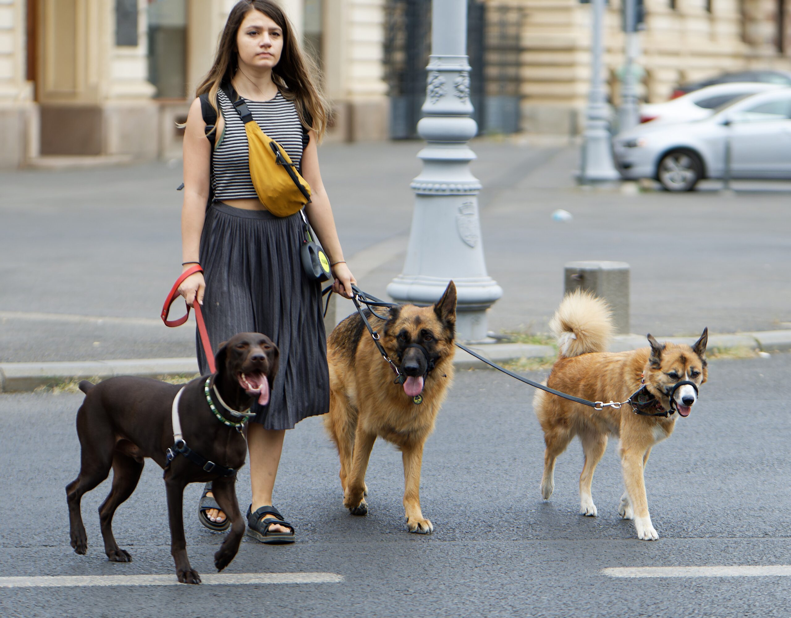 Profesionales Caninos: Diferencias, Tarifas y Cómo Elegir el Adecuado