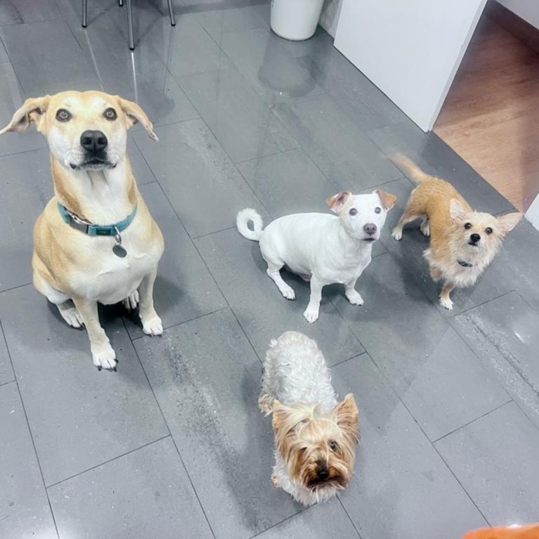 alojamiento canino