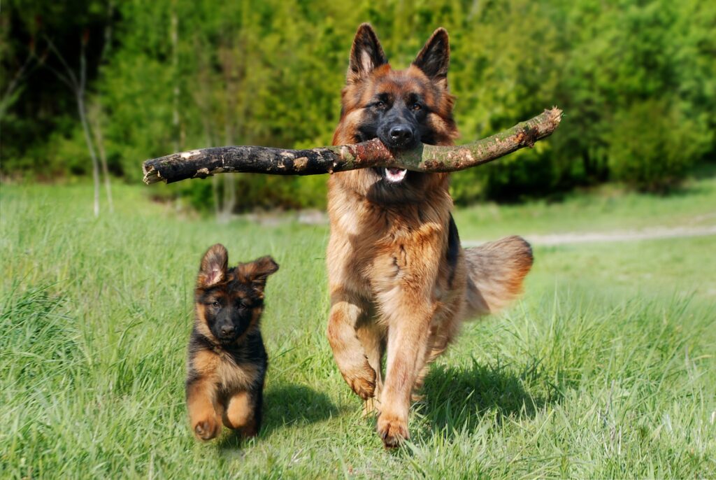 educador canino online , educa a tu perro desde cualquier lugar del mundo , aprendiendo su lenguaje y reforzando el vinculo