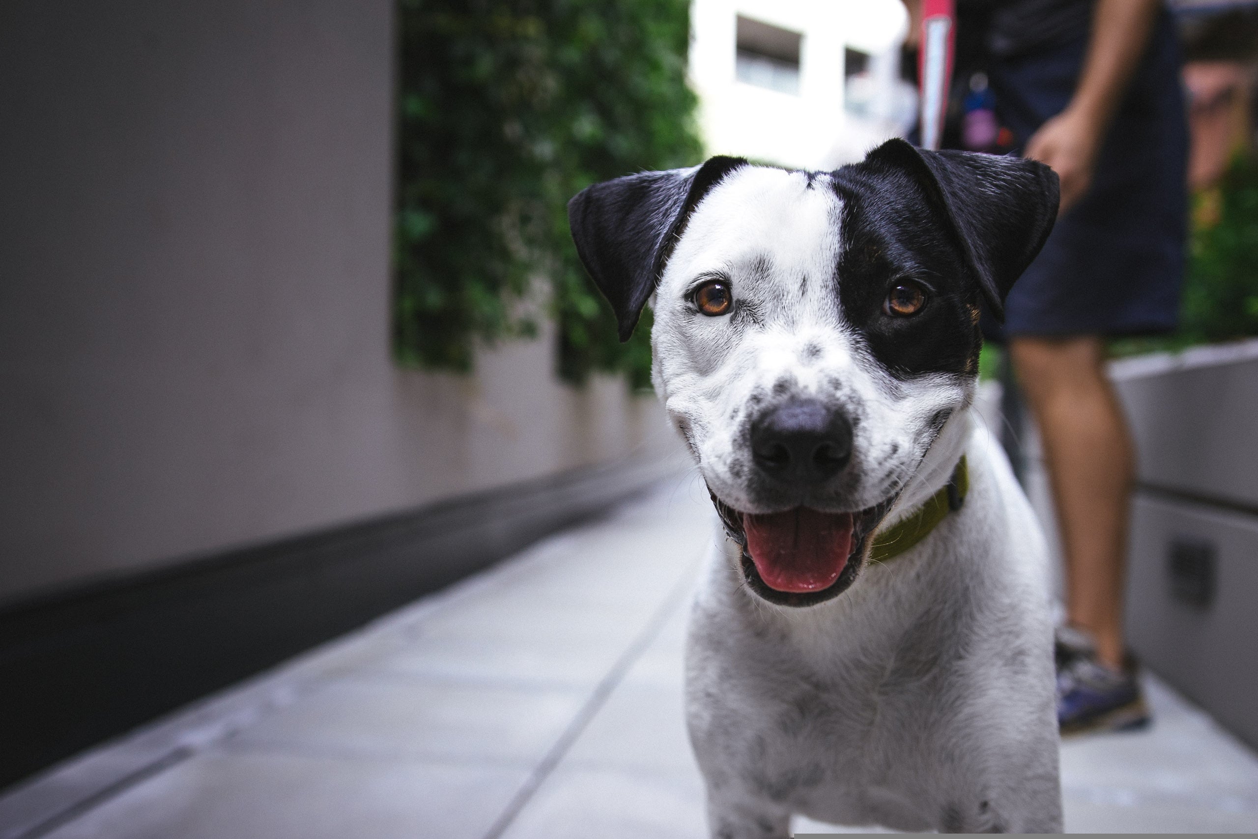 Inmersión Educativa Canina