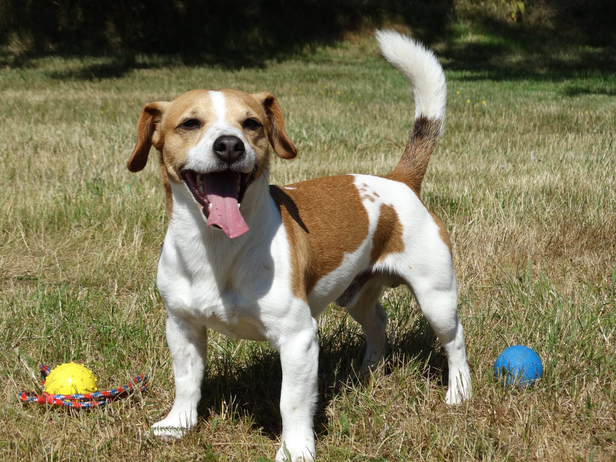ciudadano canino