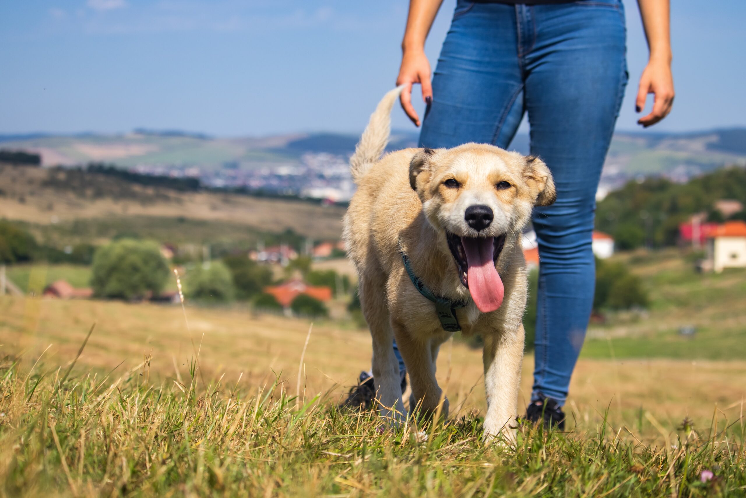 socialización de perros