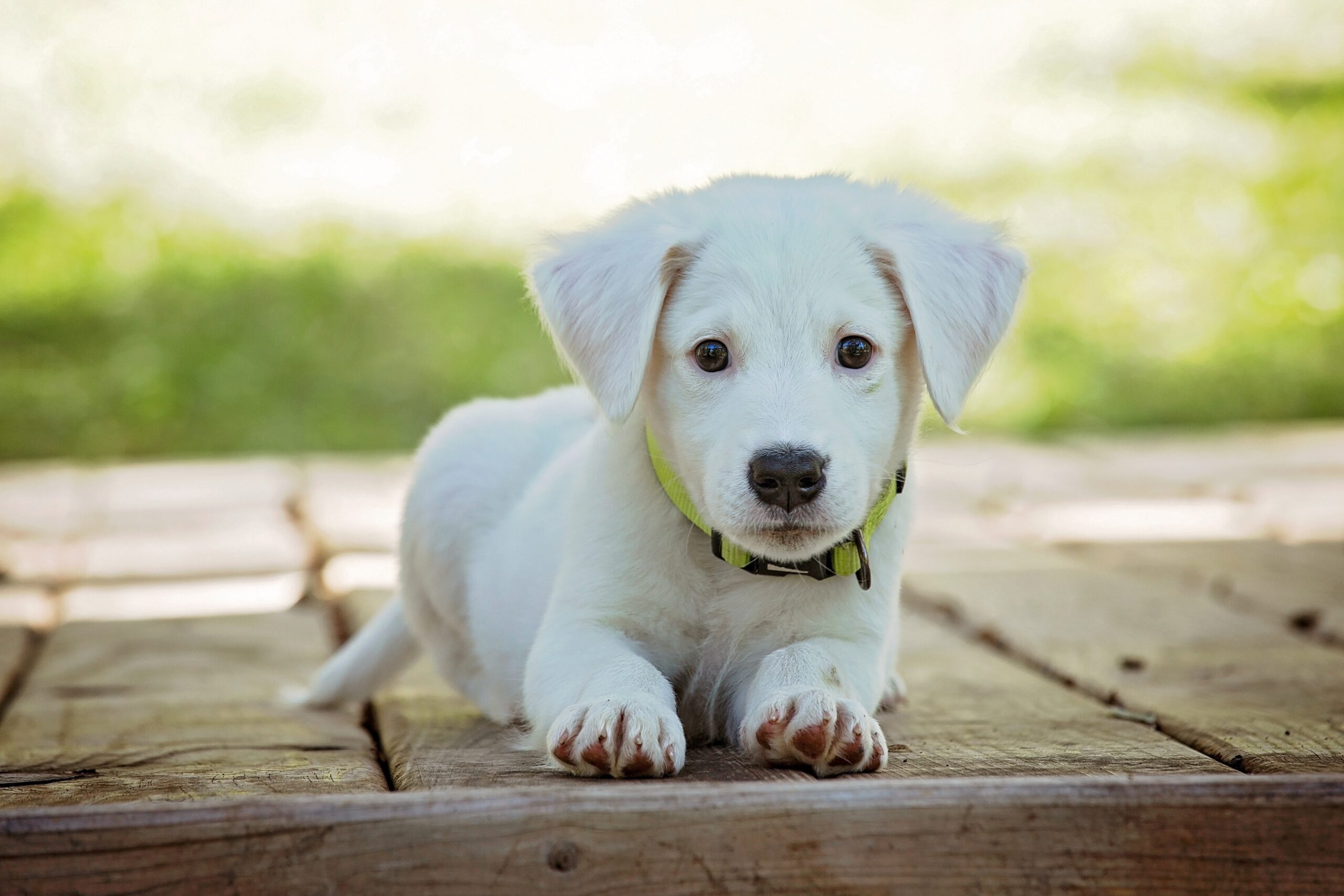 paseador de perros