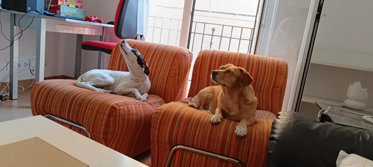 Dos perros descansando sobre un sofá naranja en casa
