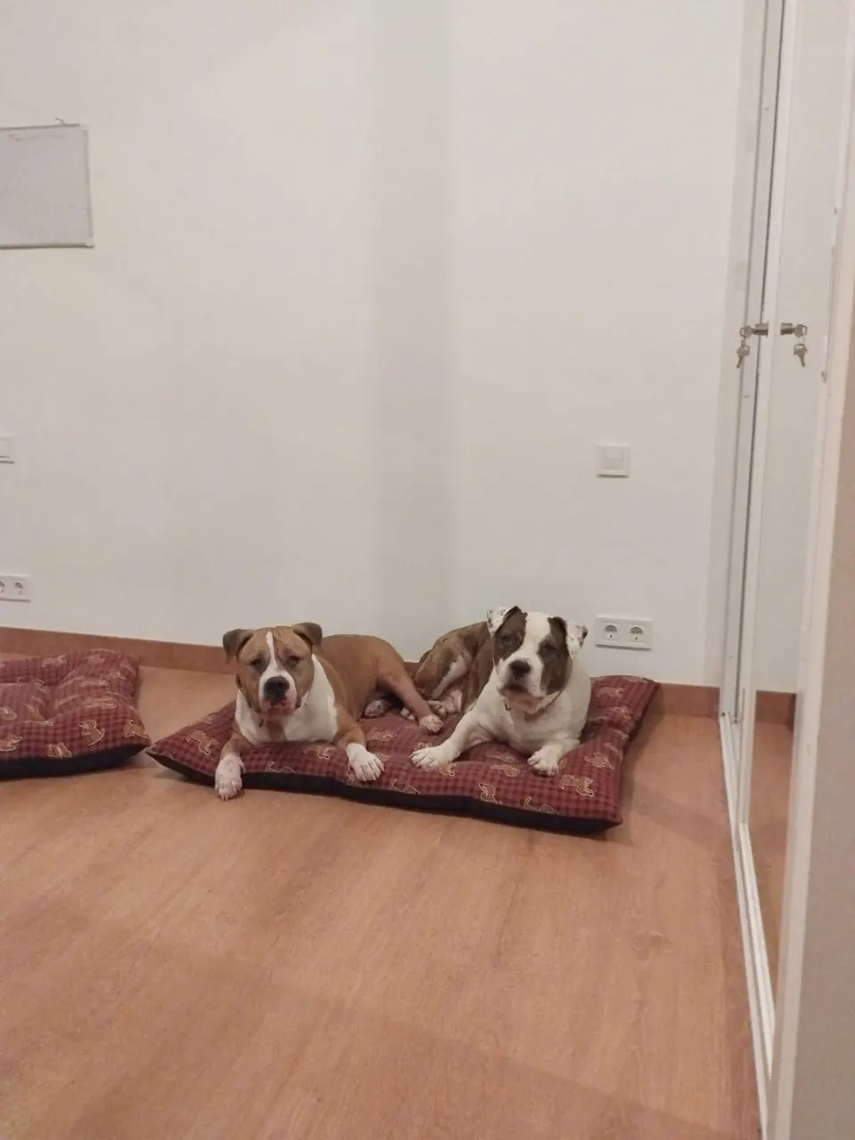 Dos perros descansando juntos en una cama dentro de casa