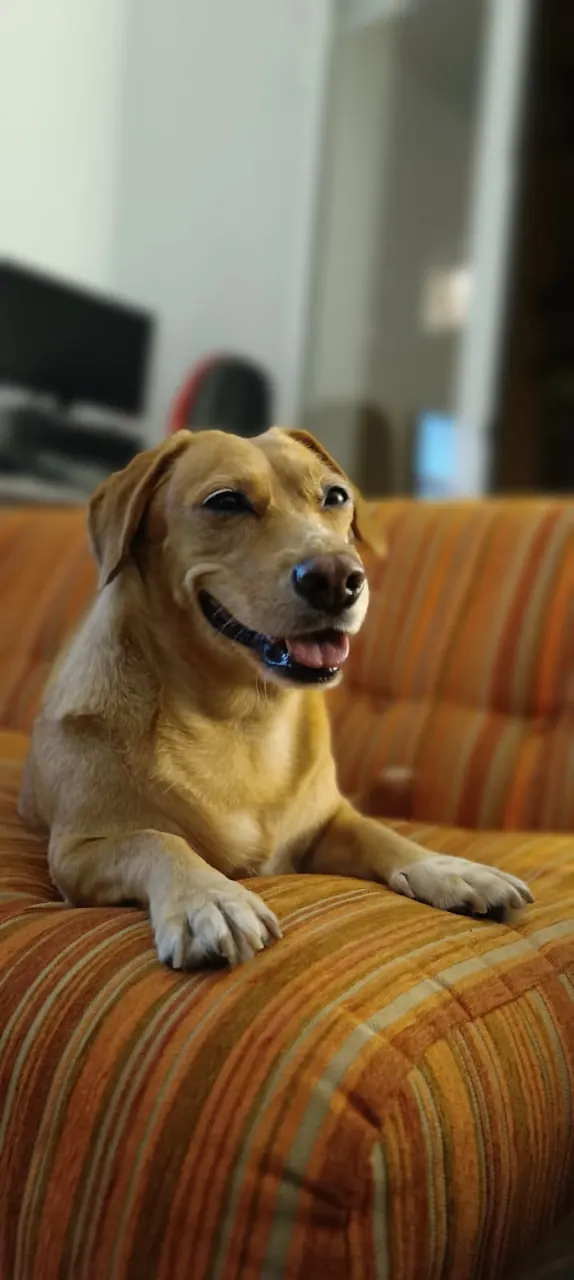 Perro de pelo dorado descansando sobre un sofá naranja