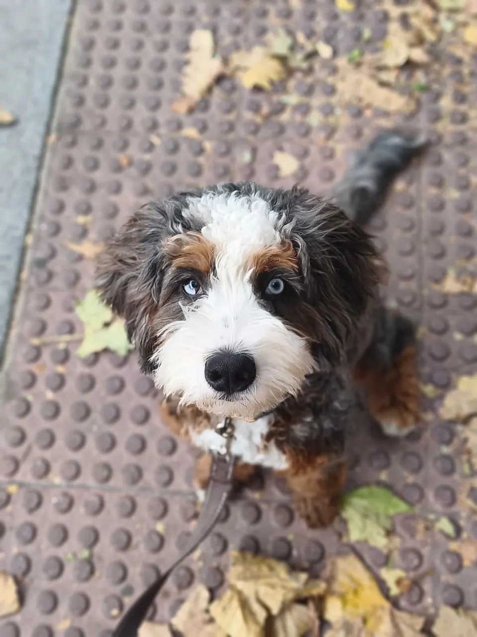 Theo, cachorro de pelo tricolor, con correa sobre una acera