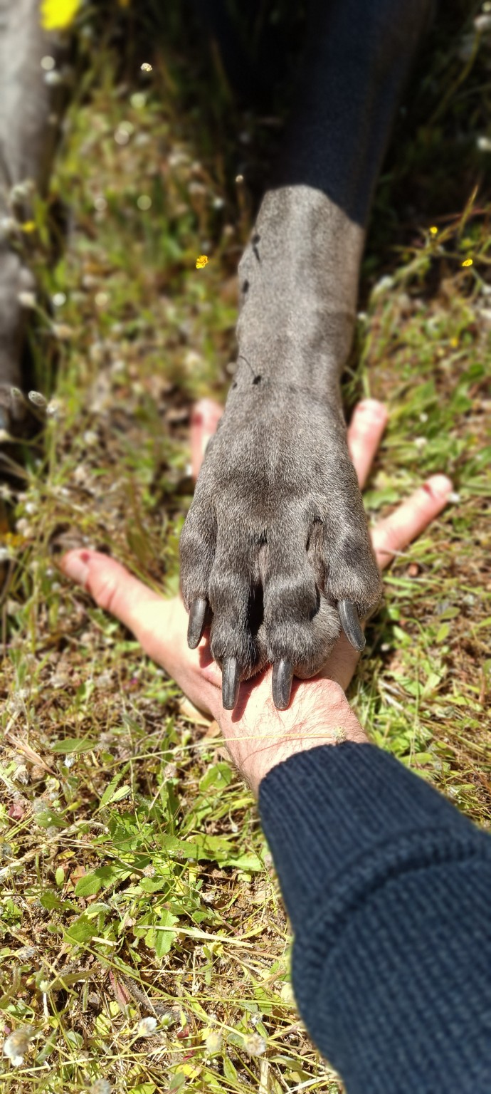 Pata de un perro apoyada sobre la mano de su cuidador