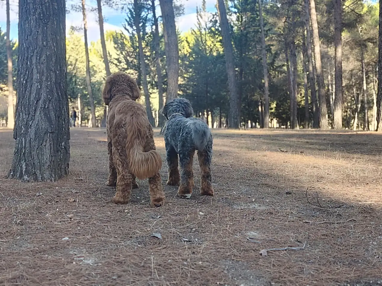 Dos perros de pelo rizado juntos en un pinar