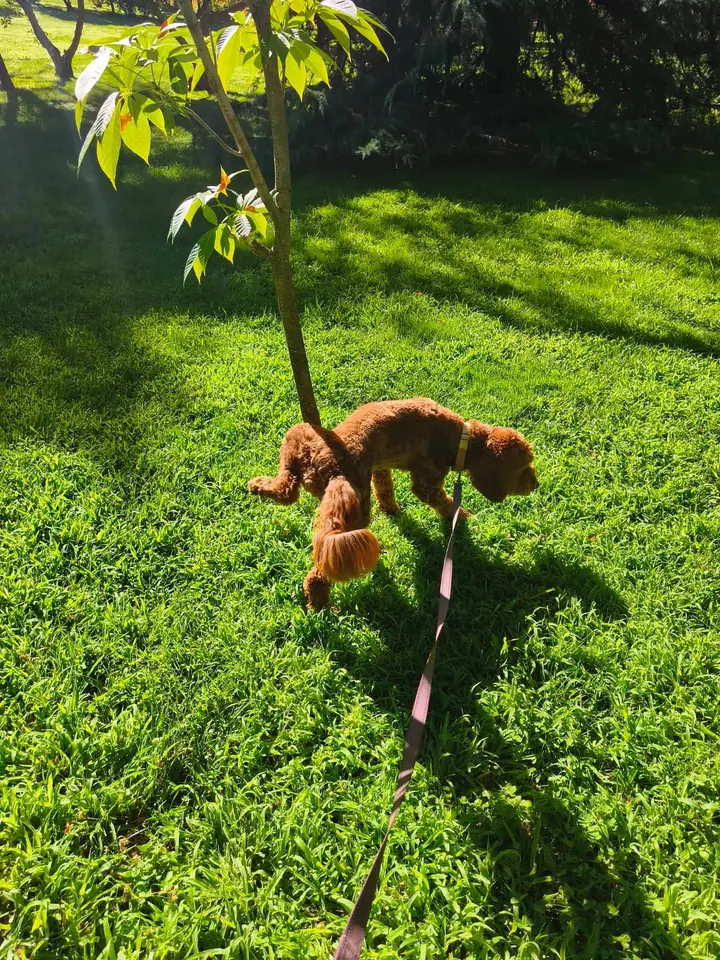 Perro marrón con correa olfateando el césped de un jardín