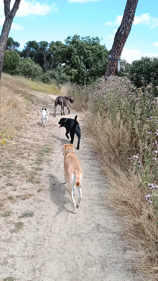 Varios perros caminando por un sendero arbolado