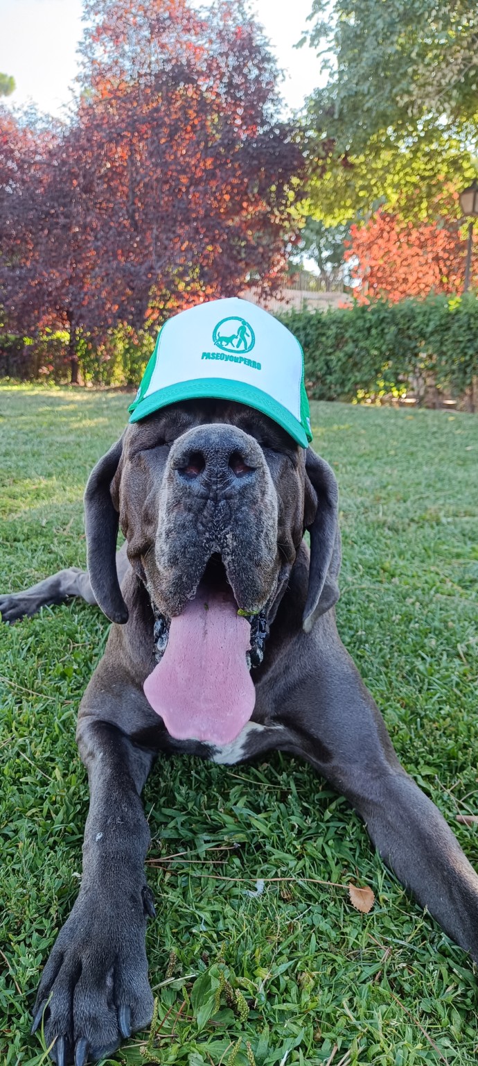 Perro con gorra de PaseoTuPerroMadrid descansando en el césped