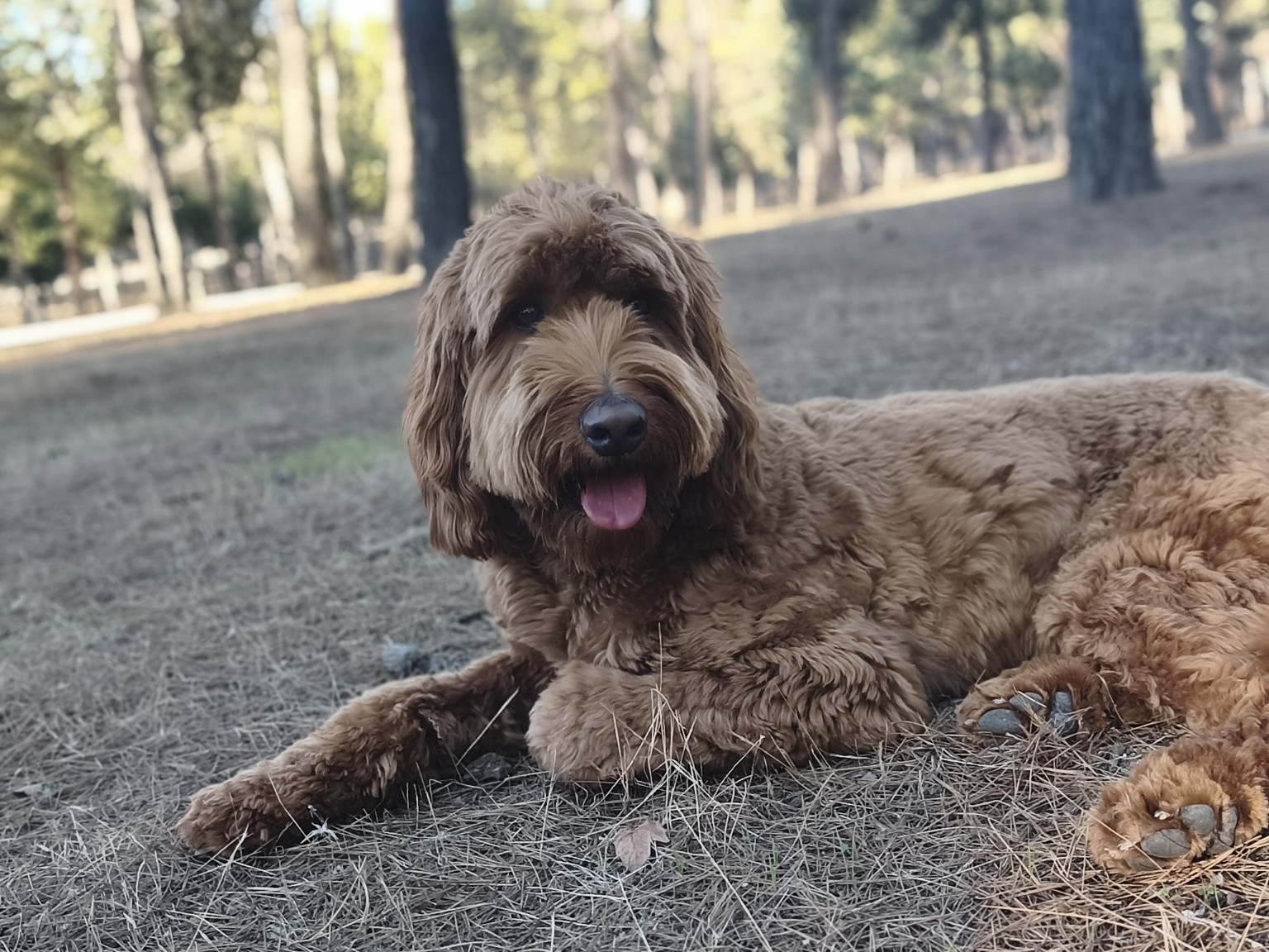Perro marrón descansando durante un paseo por el pinar
