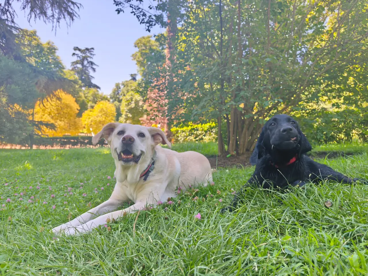 Dos perros, uno claro y otro negro, descansando juntos sobre el césped