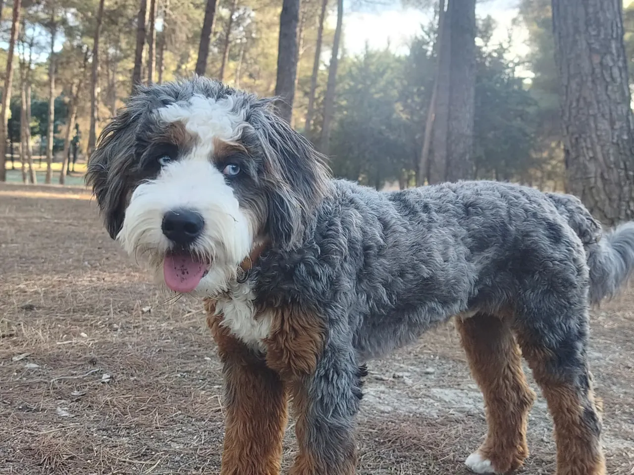 Theo mirando hacia la cámara durante un paseo en el parque