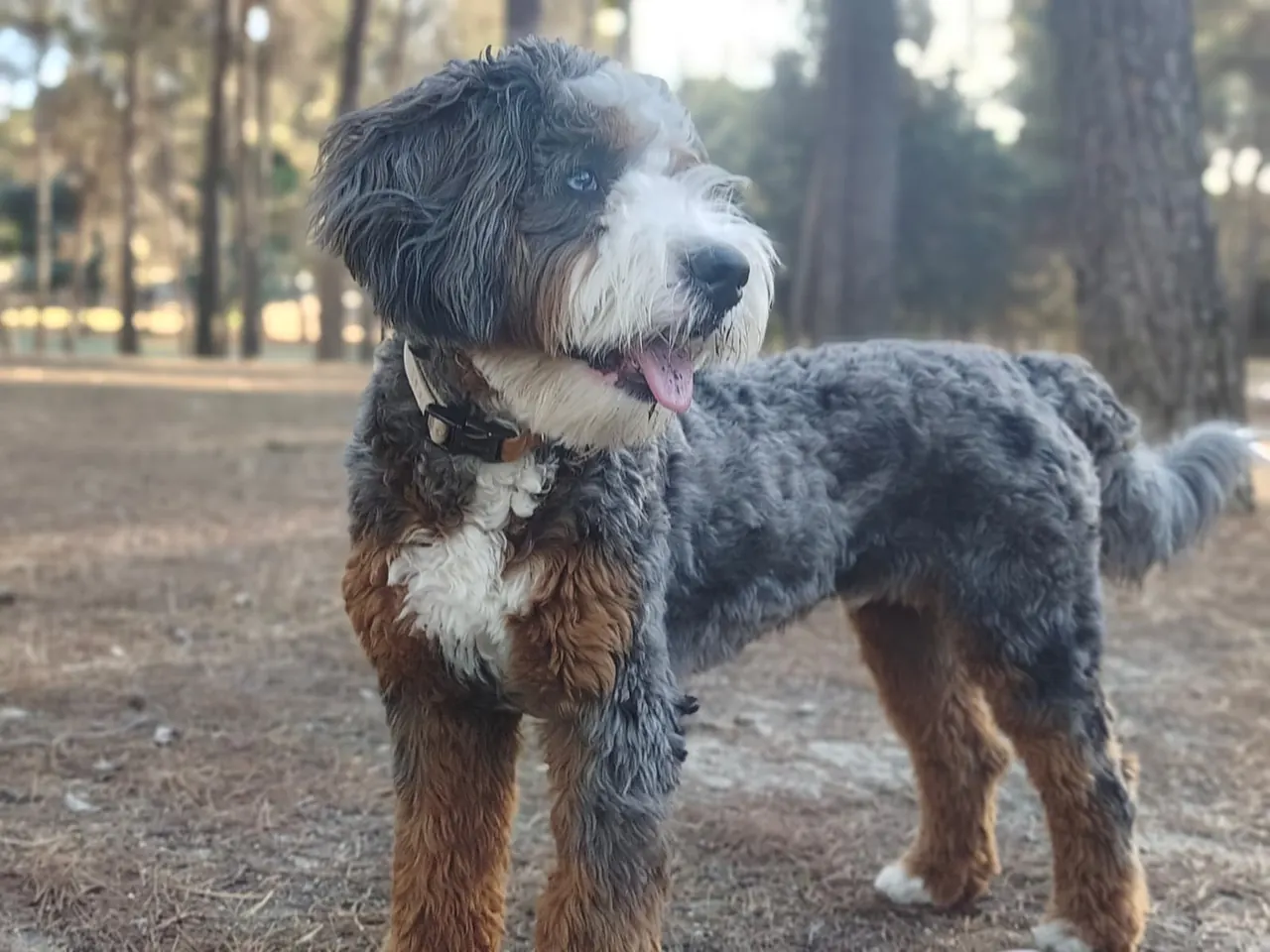 Theo, perro de pelo tricolor rizado, de perfil en un parque